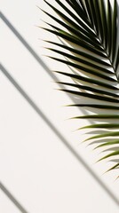 Canvas Print - Palm leaf outdoors nature shadow.