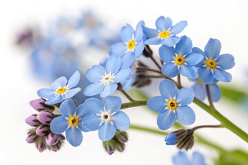 Poster - Beautiful Forget Me Not Flowers on a Plain Background. Generative AI