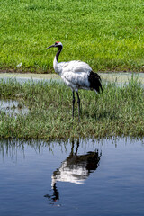 Red-crowned cranes looking for food in the lake