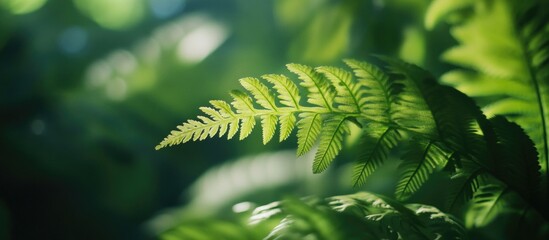 Wall Mural - Close-up view of lush green fern leaves with soft focus background and natural light, featuring Copy Space for text.