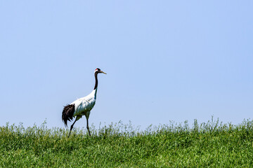 Wall Mural - Red-crowned crane foraging