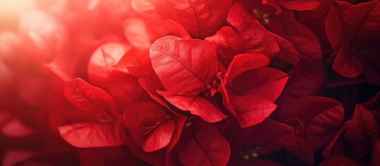 Wall Mural - Vibrant Red Flower Bougainvillea Close Up with Soft Light and Copy Space