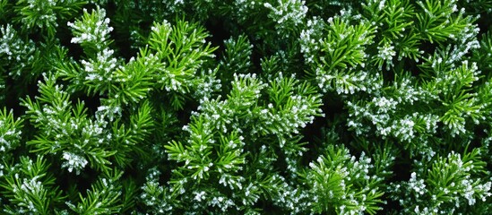 Wall Mural - Close-up of textured green foliage with light highlights and shadows, suitable for use in natural backgrounds, botanical themes, Copy Space