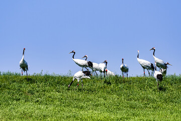 Wall Mural - Red-crowned crane foraging