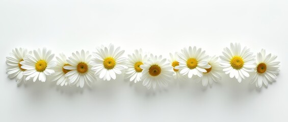 Wall Mural - A daisy is a flowering plant with white petals and a yellow center