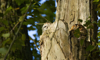 a pair of tawny owls hidden in a tree, an owl looking to the left, sleeping owls with big eyes hidde