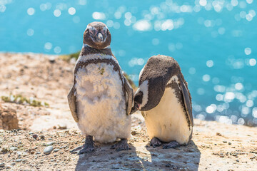 Two Magellanic penguins guarding their nest in front of blue ocean, peninsula Valdes, Patagonia, Argentina