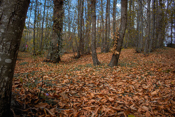 Wall Mural - The Autumn Forest