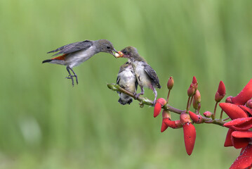 Wall Mural - Flower pecker feed its chicks