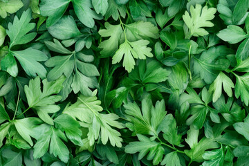 Fresh green parsley leaves with vibrant texture nature background organic herb pattern