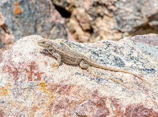 Wall Mural - Prairie Lizard
