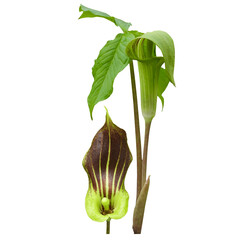 Wall Mural - Arisaema triphyllum known as Jack-in-the-Pulpit and Indian turnip - Native North American Springtime Woodland Wildflower Isolated 