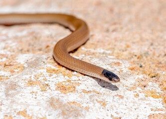 Wall Mural - plains black-headed snake