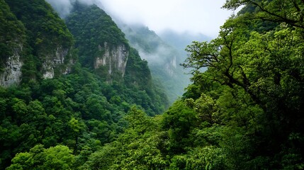Poster - Lush Mystical Forest Valley with Vibrant Green Foliage and Misty Hills in the Background : Generative AI