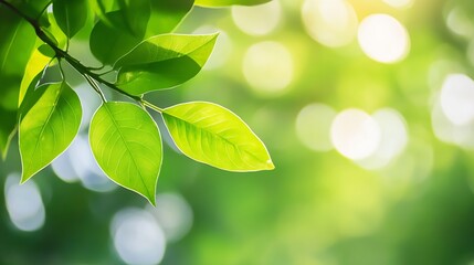 Poster - Vibrant Green Leaves with Sunlight Shadows in a Natural Background : Generative AI