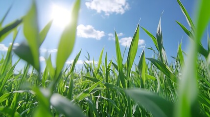 Poster - Closeup view of lush green grass blades against blue sky : Generative AI
