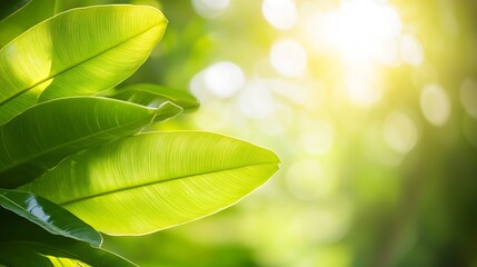 Poster - Sunlit Banana Leaves with Stunning Bokeh Background in a Tropical Environment : Generative AI
