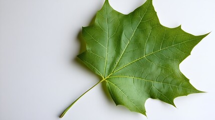 Poster - Closeup of vibrant green maple leaf on a white background : Generative AI