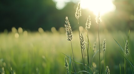 Poster - Backlit Grasses in Summer Field with Warm Sunlight and Lush Greenery : Generative AI