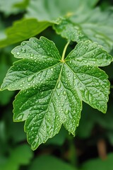 Wall Mural - Close-up of a green leaf with raindrops in a lush garden