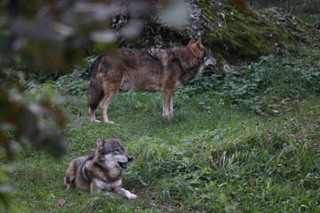 wolf