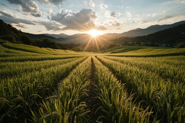 Wall Mural - The serene landscape of a cornfield in an Asian countryside, vibrant with the golden hues of harvest, bathed in the warm colors of sunset