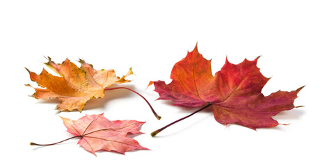 Aufkleber - Autumn maple leaves isolated on white background with shadows, clipping path  for isolation without shadows on white. Concept of autumn and the changing of the seasons