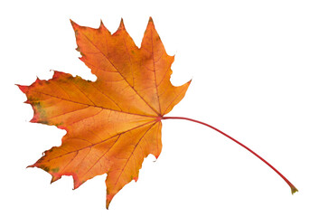 A leaf with a red and yellow color. The leaf is on a white background. The leaf is in a natural setting. Concept of autumn and the changing of the seasons