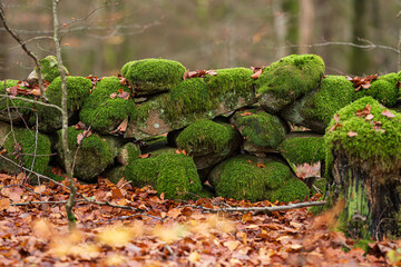 Sticker - Moss growing on stone fence in an old forest.