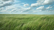 © UKHAS - Prairie with Tall Grasses: A vast expanse of tall grasses swaying in the wind under a big sky.