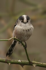 Wall Mural - Long-tailed tit on thorny branch