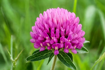 Wall Mural - Close up of a vibrant pink flower