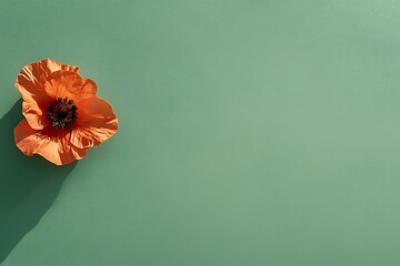 Wall Mural - Stunning Orange Poppy on a Mint Green Background