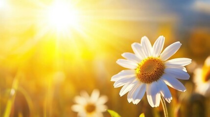 Canvas Print - Golden Sunlight Illuminates A Single Daisy Flower