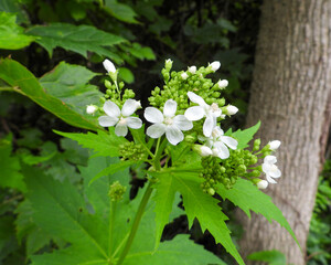 Wall Mural - Napaea dioica - Glade Mallow - Native North American Wildflower