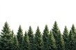 © kucret - Evergreen trees forest border, white background, nature, design