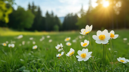 Poster - Adonis garden, A vibrant spring meadow with clusters of bright flowers, high fidelity image for stock use.