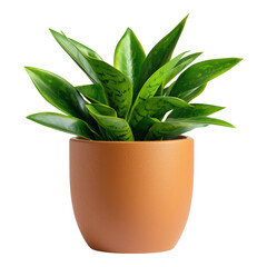 Sticker - Green Sansevieria Plant in Modern Beige Pot on Transparent Background