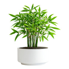 Sticker - Lush Green Bamboo Plant in Minimalist White Pot for Home Decor