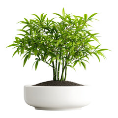 Sticker - Fresh Green Bamboo Plant in White Pot with Rich Soil