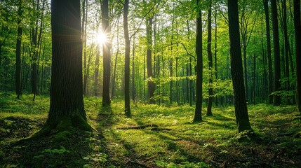  Sunlight Filtering Through Lush Green Forest in Early Morning