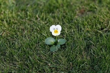 a solitary pansy flower standing out in a patch of grass, symbolizing resilience and beauty.