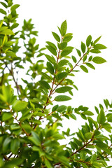 Wall Mural - tree on transparent background, realistic tree with green leaf bush stand alone isolate cut out with