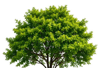 Wall Mural - tree on transparent background, realistic tree with green leaf bush stand alone isolate cut out with