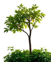 Wall Mural - tree on transparent background, realistic tree with green leaf bush stand alone isolate cut out with