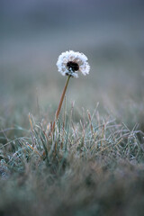 Wall Mural - Lonely dandelion in the grass in winter covered with frost, autumn