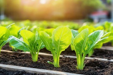 Wall Mural - Fresh green plants thriving in a garden bed, bathed in warm sunlight, showcasing healthy growth against rich dark soil.