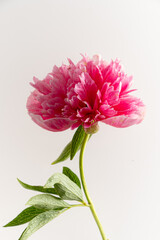 Wall Mural - A stunning peony stands tall, its lush pink petals unfurling beautifully against a crisp white backdrop. The gentle curves and vibrant hues create a breathtaking visual, perfect for spring decor. 