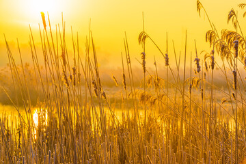 Wall Mural - The edge of a frozen lake in the light of sunrise in winter, oostvaardersveld, almere, flevoland, netherlands, February 1, 2025