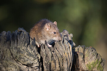 Poster - a close up of a common brown rat, Rattus norvegicus, also known as a sewer rat, street rat, wharf rat, captured here on a old wooden tree trunk